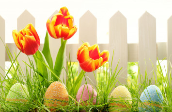 Картинка праздничные пасха easter природа весна забор тюльпаны цветы трава яйца праздник