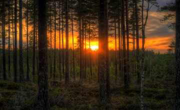 Картинка природа восходы закаты тучи заря сумрак лес