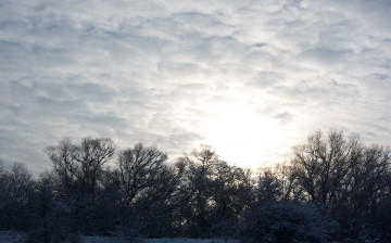 Картинка природа восходы закаты дерево солнце рассвет тополь ветви облака небо снег