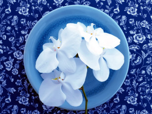 Картинка цветы орхидеи белый
