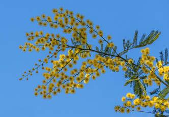 Картинка цветы мимоза весна небо макро веточка