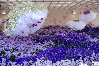 Картинка цветы разные+вместе сиреневые фиолетовые клумба тюль юбки белые