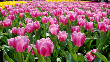 Картинка цветы тюльпаны розовые клумба