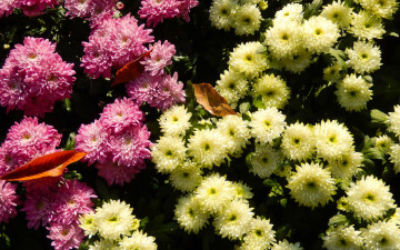 Картинка цветы хризантемы осень клумба жёлтые листья розовые