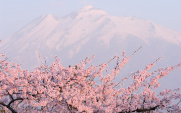 Картинка цветы сакура +вишня весна вершины снег горы сад цветение