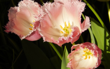 Картинка цветы тюльпаны весна