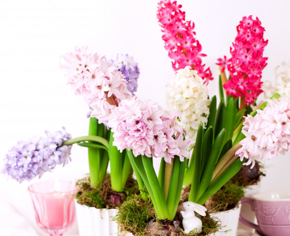 Обои картинки фото цветы, гиацинты, вазон