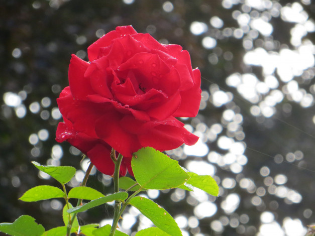 Обои картинки фото цветы, розы, капли, роса, утро, красная, роза, макро