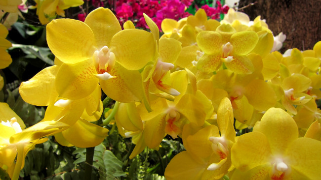 Обои картинки фото цветы, орхидеи, желтый