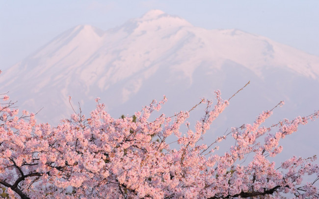 Обои картинки фото цветы, сакура,  вишня, весна, вершины, снег, горы, сад, цветение