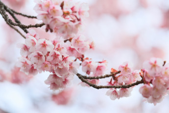 Картинка цветы сакура +вишня вишня