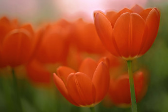 Картинка цветы тюльпаны макро боке