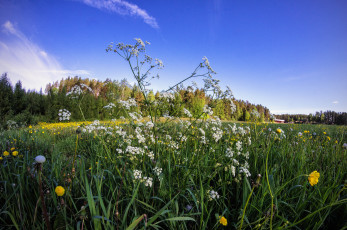 Картинка природа луга трава цветы