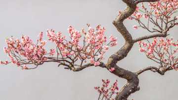 Картинка цветы сакура +вишня