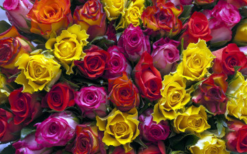 Картинка цветы розы разноцветные сорта