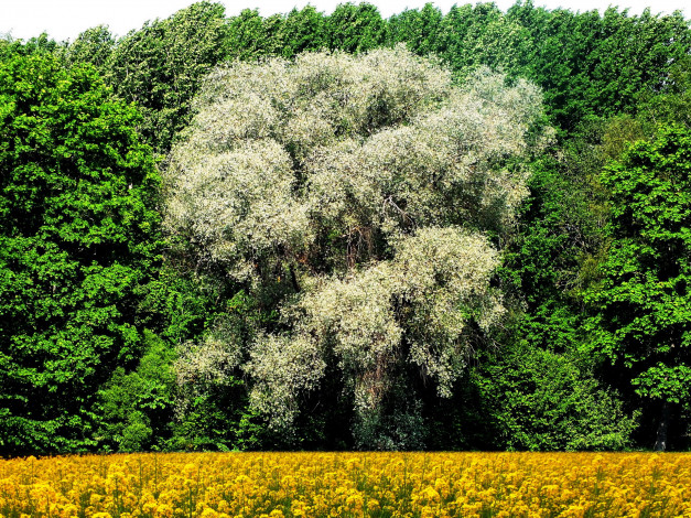 Обои картинки фото природа, деревья, зеленый, желтый