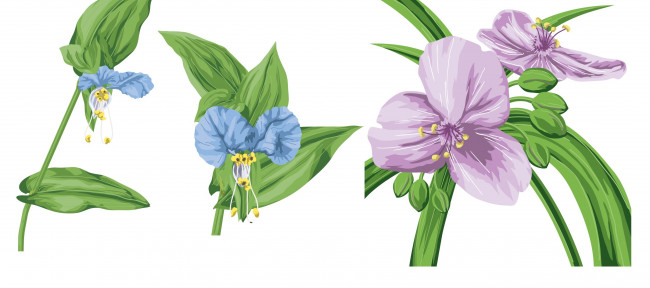 Обои картинки фото векторная графика, цветы , flowers, цветы, листья, фон, лепестки