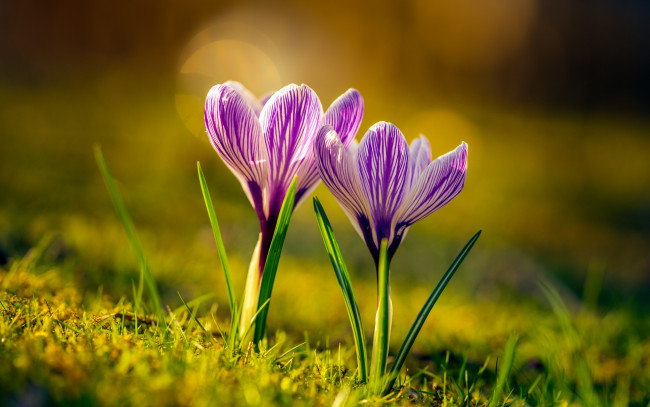 Обои картинки фото цветы, крокусы, дуэт, весна
