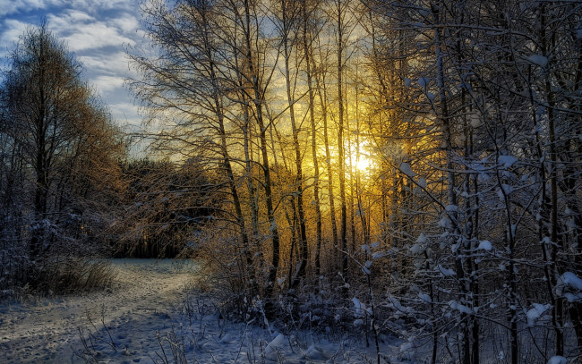 Обои картинки фото природа, зима, снег, пейзаж, лес, солнце