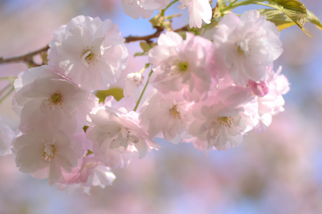 Обои картинки фото цветы, сакура,  вишня, весна, ветка, розовый, вишня