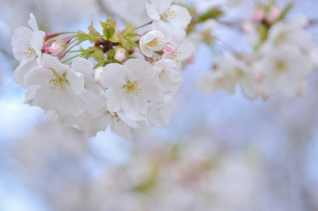 Обои картинки фото цветы, сакура,  вишня, вишня