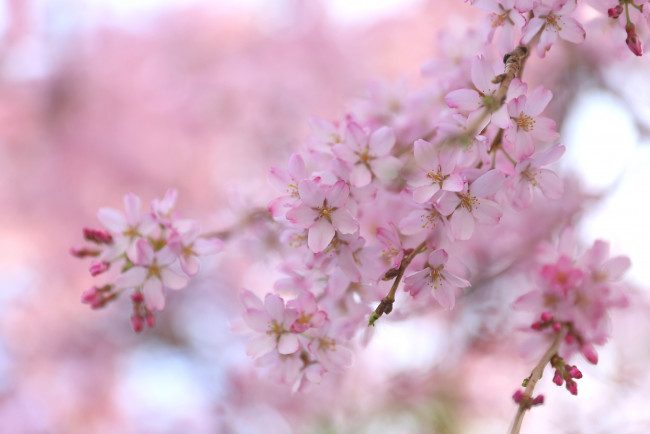 Обои картинки фото цветы, сакура,  вишня, вишня