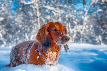 Картинка животные собаки такса рыжая боке природа деревья снег