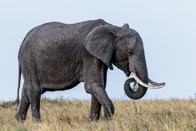 Обои картинки фото животные, слоны, бивни, уши, слон