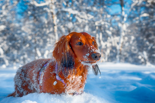 Обои картинки фото животные, собаки, такса, рыжая, боке, природа, деревья, снег