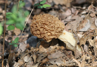 Картинка природа грибы сморчок