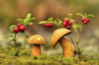 Картинка природа грибы моховики