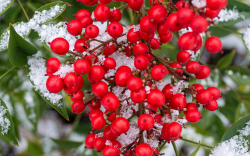 Картинка природа ягоды красные снег