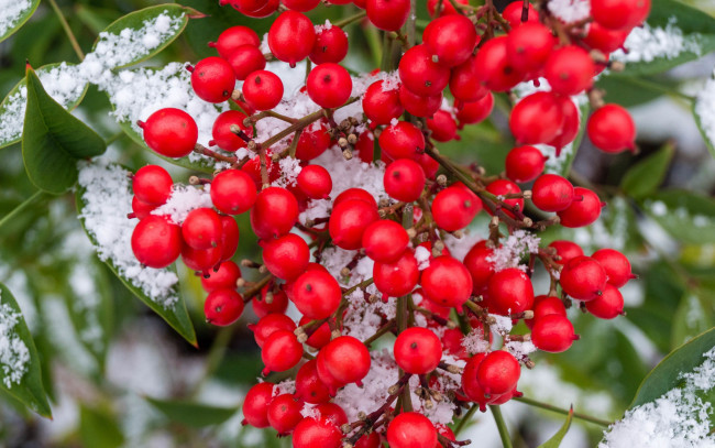 Обои картинки фото природа, ягоды, красные, снег