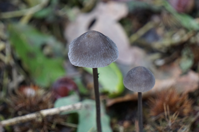 Обои картинки фото природа, грибы, дуэт