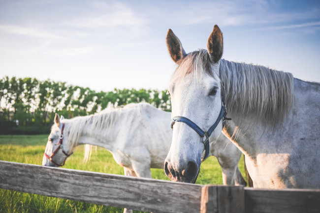 Обои картинки фото животные, лошади, белые, пара, загон