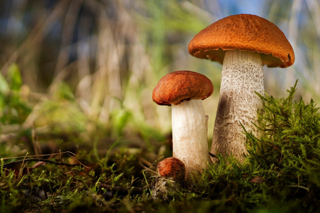 Обои картинки фото грибочки, природа, грибы, поляна, мох, красноголовики