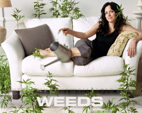 Картинка кино фильмы weeds
