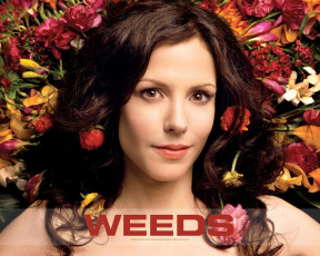 Картинка кино фильмы weeds
