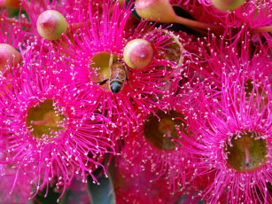 Картинка эвкалипт цветы цветущие деревья кустарники пчела