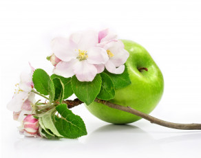 Картинка еда Яблоки цветы ветка яблони зелёное яблоко