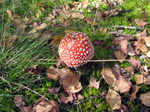Картинка природа грибы мухомор боровик