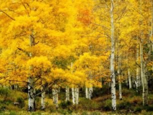 Картинка природа лес осень золотая берёзовая роща