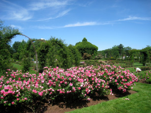 Картинка природа парк usa hartford rose elizabeth park