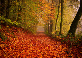 Картинка природа деревья листва дорога осень