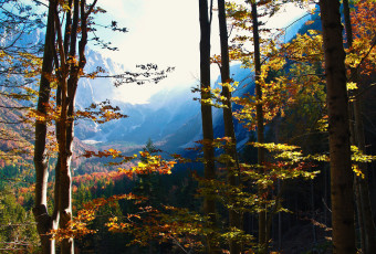 Картинка природа деревья горы лес осень