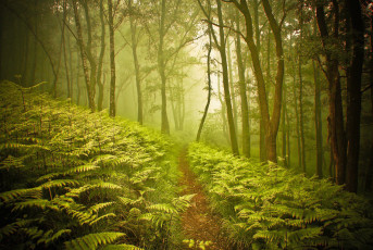 Картинка природа лес папоротник тропа
