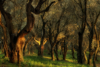 Картинка природа деревья лес трава голые