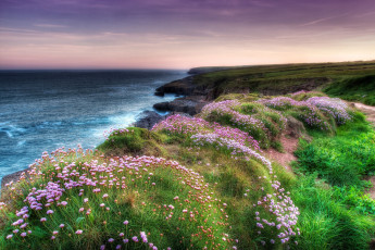 Картинка природа побережье море цветы пейзаж