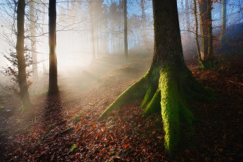 Картинка природа лес мох дерево лучи листва