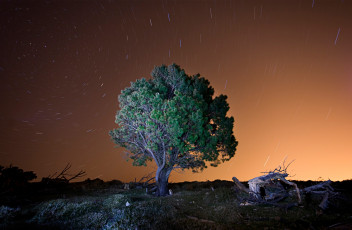 Картинка природа деревья звезды небо дерево вечер